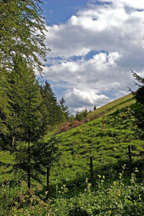 Foto 2/24 (nahe Hausstein bei Frankenfels, Pielachtal)